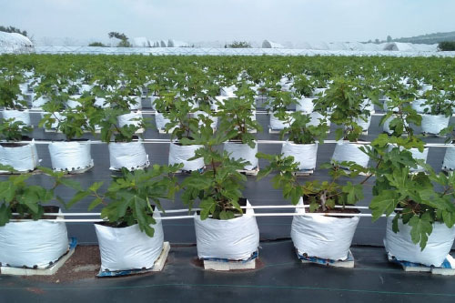 insecticidas-inicio.jpg